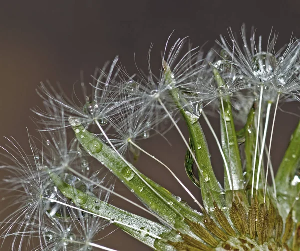 Les Graines Humides Pissenlit Rapprochent — Photo