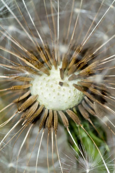 Paardenbloem Klok Ontbreekt Zaden Closeup — Stockfoto