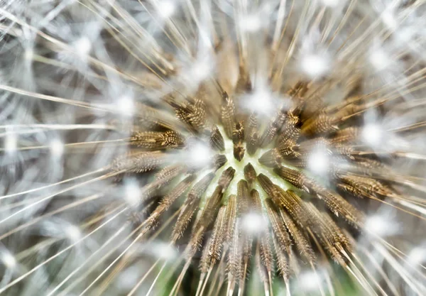 Makro Löwenzahn Samenkopf Und Unschärfe — Stockfoto