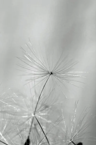 Dandelion Seed Black White — Stock Photo, Image