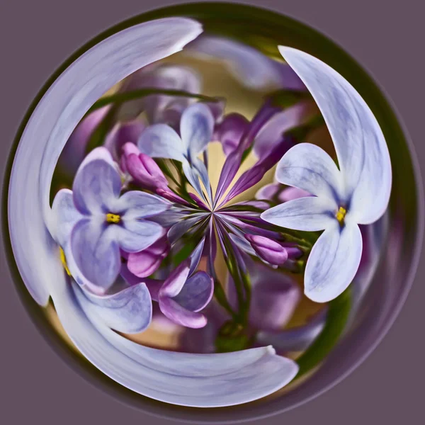 Lilac floral orb abstract art