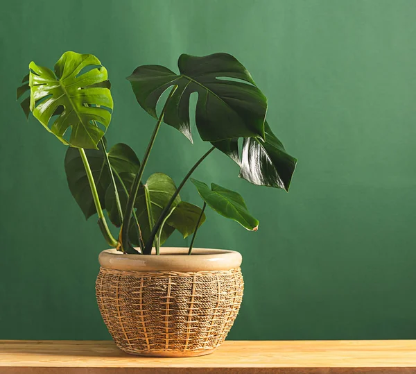Tropical flower monstera plant with large leaves in ceramic potted wooden table against the background of a green wall.