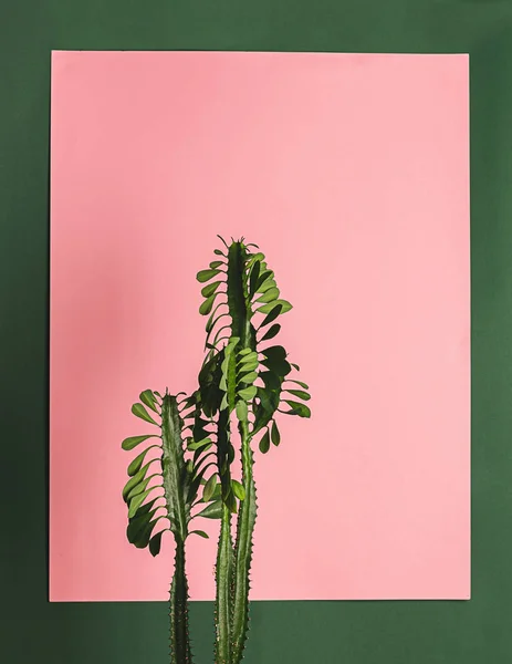 녹색 벽을 배경으로 하는 열대 꽃 선인장. 자연의 개념. 수직 틀 — 스톡 사진