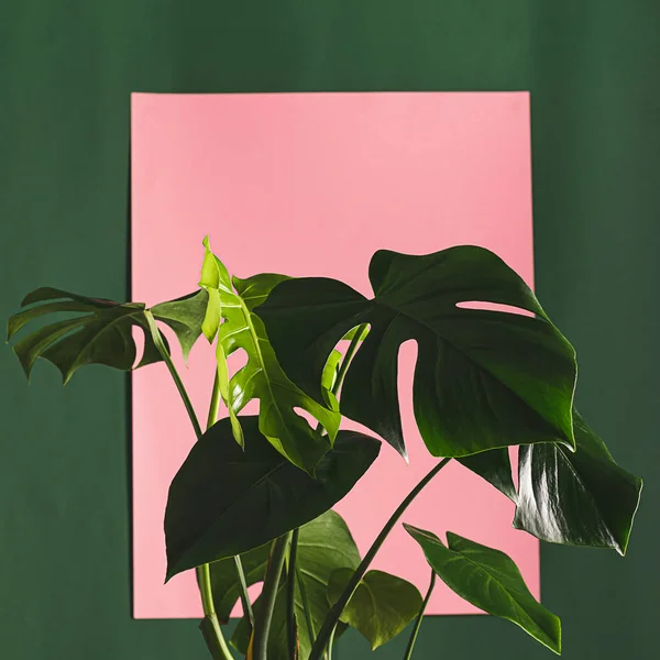 열 대 화 초본은 녹색 벽을 배경으로 커다란 잎이나 있다. 자연의 개념 — 스톡 사진
