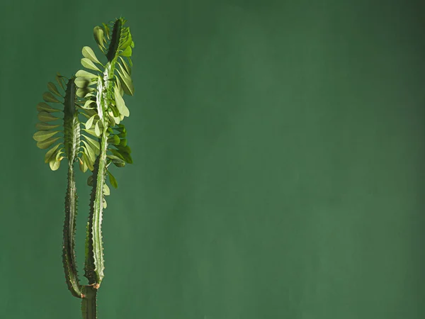 Tropische Blütenkaktuspflanze auf einem Hintergrund grüner Wände. Naturkonzept. horizontaler Rahmen Kopierraum. — Stockfoto