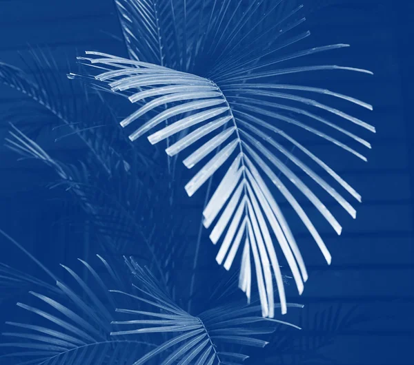 Palmeira ramo matizado cor azul clássico. Espaço para cópia. Foco seletivo de perto. Conceito de minimalismo — Fotografia de Stock