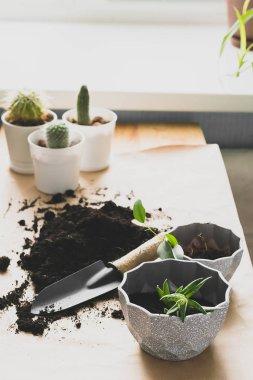 Evde bahçe düzenleme işi. Çeşitli yeşil bitki kaktüslerini çömleklere naklediyorlar. Dikey çerçeve.