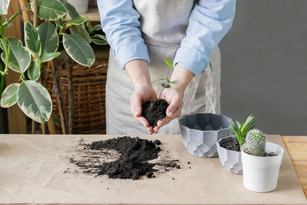 A woman is gardening near the window of the house, replanting a green plant in a pot. The concept of home gardening. — 스톡 사진