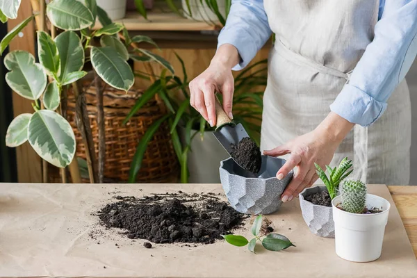 Una mujer está cultivando un huerto cerca de la ventana de la casa, replantando una planta verde en una maceta. El concepto de jardinería casera . — Foto de Stock