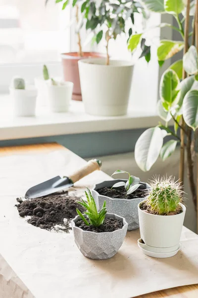 Jardinería casera paisajismo. Trasplantar varias plantas verdes seculentas de cactus en macetas. Marco vertical . — Foto de Stock