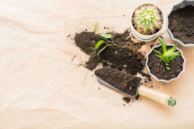 Evde bahçe düzenleme işi. Çeşitli yeşil bitki kaktüslerini çömleklere naklediyorlar. Yatay çerçeve üst görünümü.