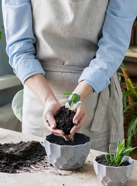 Una mujer está cultivando un huerto cerca de la ventana de la casa, replantando una planta verde en una maceta. El concepto de jardinería casera . — Foto de Stock