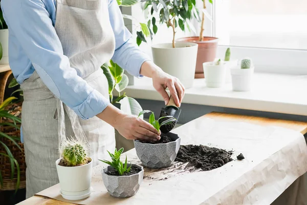 Una mujer está cultivando un huerto cerca de la ventana de la casa, replantando una planta verde en una maceta. El concepto de jardinería casera . — Foto de Stock