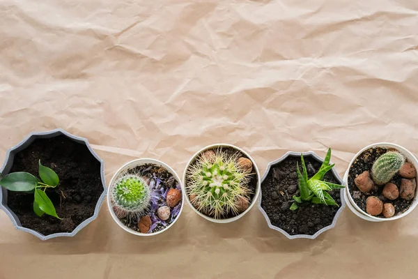 Various green plants succulents cacti in pots on a background of craft paper with folds. Home gardening flower care. — 스톡 사진