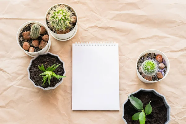 Cuaderno vacío en blanco y varias plantas verdes suculentas cactus en macetas sobre un fondo de papel artesanal con pliegues . — Foto de Stock