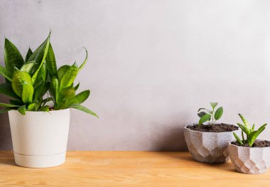 Evde bahçe düzenleme işi. Ahşap bir masada, dekoratif gri kaplarda çeşitli yeşil bitkiler. Boşluk afişini kopyala.