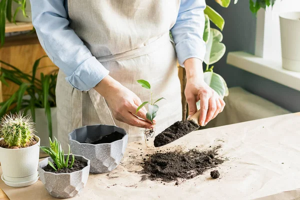 Una mujer está cultivando un huerto cerca de la ventana de la casa, replantando una planta verde en una maceta. El concepto de jardinería casera . —  Fotos de Stock