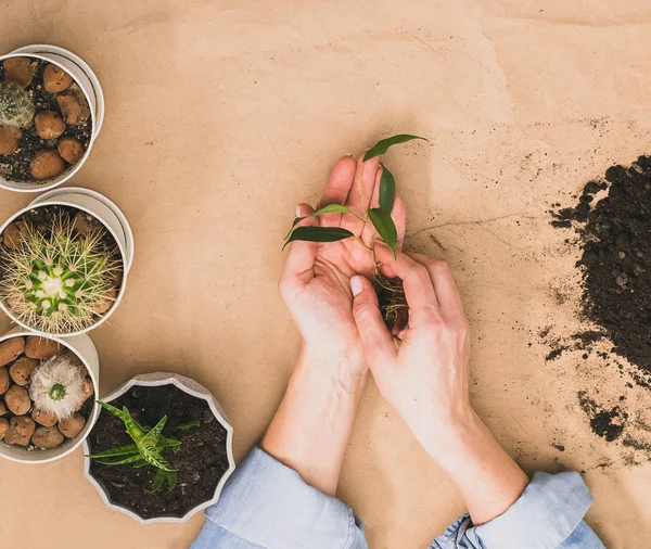 A woman holds in her hands a green small plant sprout for planting in a pot. The concept of home gardening. Flat layout — 스톡 사진