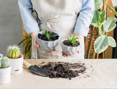 Bir kadın evin penceresinin yanında bahçıvanlık yapıyor, tencereye yeşil bir bitki dikiyor. Evde bahçe işleri kavramı..