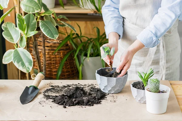 A woman is gardening near the window of the house, replanting a green plant in a pot. The concept of home gardening. — 스톡 사진