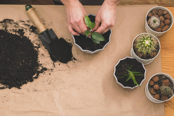 A woman holds in her hands a green small plant sprout for planting in a pot. The concept of home gardening. Flat layout