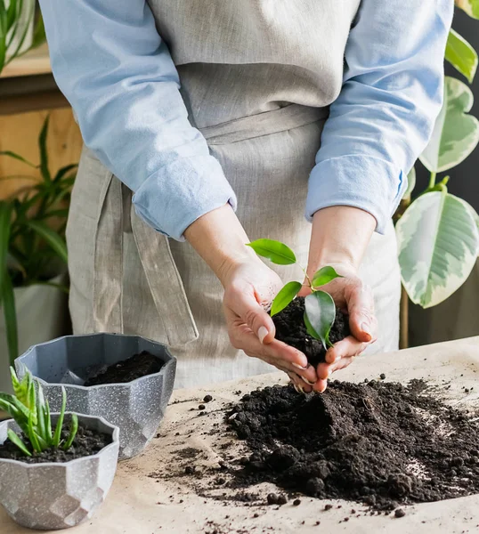 A woman holds in her hands green sprout of houseplant for planting in a pot. The concept of home gardening landscaping — 스톡 사진