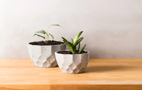 Home gardening landscaping. Various green plants in decorative gray pots on a wooden table. Copy space banner. — 스톡 사진