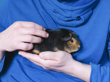 Modaya uygun bir geçmişi olan bir adamın elinde kobay faresi. Yakın plan seçici odaklanma. Yatay çerçeve.