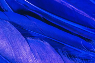 Mavi neon kuş tüyleri yakın plan. Soyut moda doku arkaplanı. Yatay çerçeve düz düzlem.