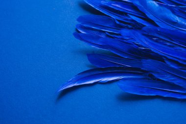 Mavi arka planda mavi neon kuş tüyleri. Soyut moda doku arkaplanı. Uzayı yatay olarak kopyala.