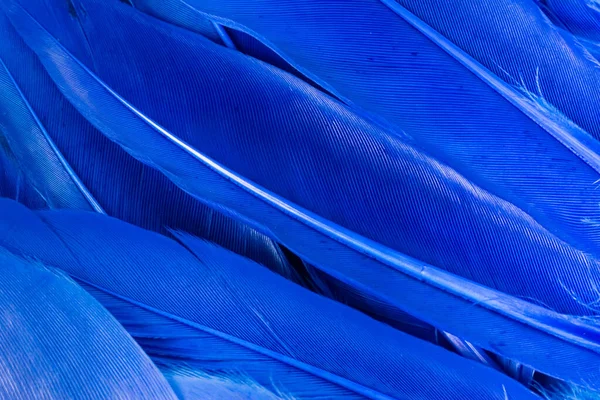 Plumas de pájaro neón azul sobre fondo azul. Fondo abstracto de textura de moda. Copiar espacio marco horizontal . —  Fotos de Stock