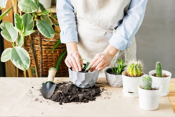 A woman is gardening near the window of the house, replanting a green plant in a pot. The concept of home gardening. — 스톡 사진