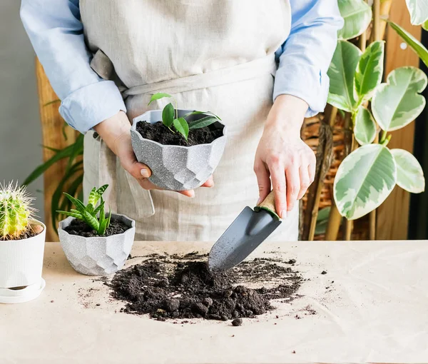 Una mujer está cultivando un huerto cerca de la ventana de la casa, replantando una planta verde en una maceta. El concepto de jardinería casera . — Foto de Stock