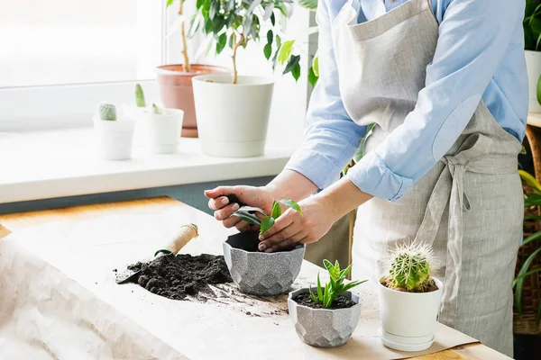 A woman is gardening near the window of the house, replanting a green plant in a pot. The concept of home gardening. — 스톡 사진