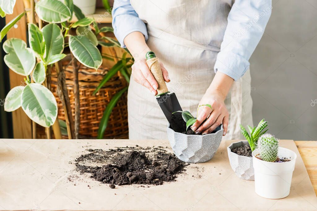 A woman is gardening near the window of the house, replanting a green plant in a pot. The concept of home gardening.