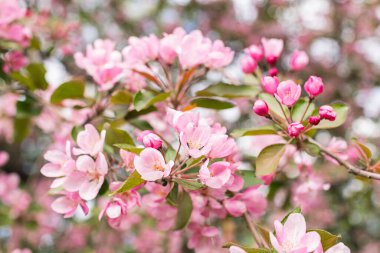 Çiçek açan pembe elma dalları ya da yakın plan sakura. Seçici odaklanma. Yatay çerçeve