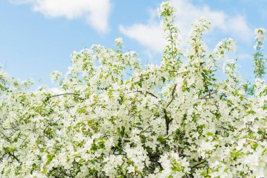Çiçek açan elma dalları ya da yakın plan sakura. Seçici odaklanma. Yatay çerçeve kopyalama alanı