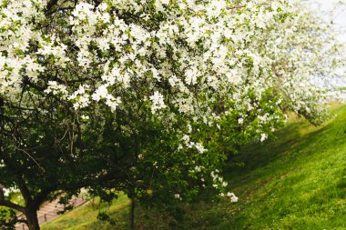 Çiçek açan elma dalları ya da yakın plan sakura. Seçici odaklanma. Yatay çerçeve kopyalama alanı