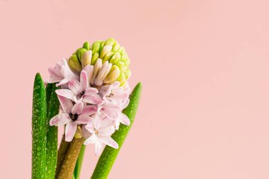 Pembe pastel arka planda taze çiçek açan sümbül çiçeği. Reklam metni pankartı boyutu için yatay çerçeve