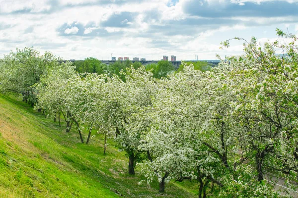 City landscape. Blooming sakura apple tree trees in a city park. Clean air and landscaping concept. Horizontal frame