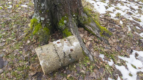 Brennholz der gesägten Kiefern liegt auf dem Boden — Stockfoto