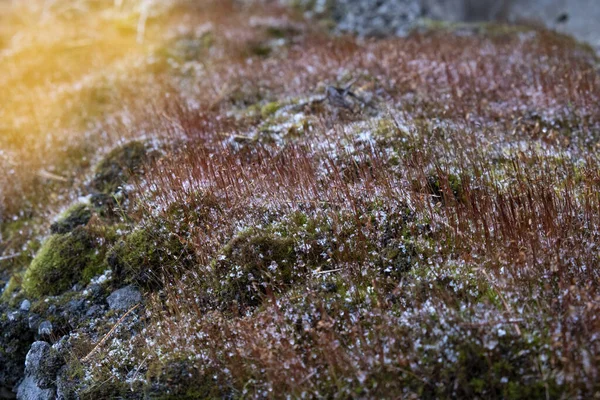 Moss na floresta de inverno, de perto. Moss sob a neve . Fotografia De Stock