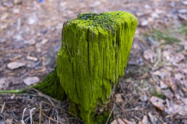 Sonbahar ormanındaki eski bir kütükte yeşil yosun..