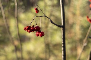 İnce yaban mersini dalları, sarı yapraklar ve kırmızı olgun meyveler buğulanmış arka planda çam ağaçları, güneşli bir sonbahar günü.