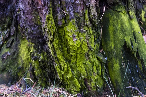 Der untere Teil des alten Baumes. echtes Moos natürliche satte grüne Farbe. eine magische Farbe. — Stockfoto