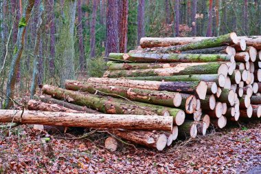 Hasat edilmiş odun yığını, taşınmaya hazır..