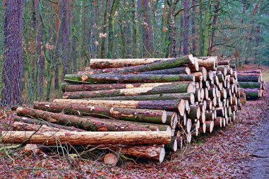 Hasat edilmiş odun yığını, taşınmaya hazır..