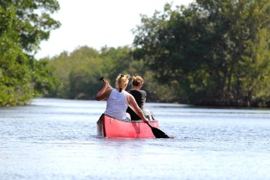 Everglades Ulusal Parkı 'ndaki Mangrove Ormanı' nda kayak yapan turistler