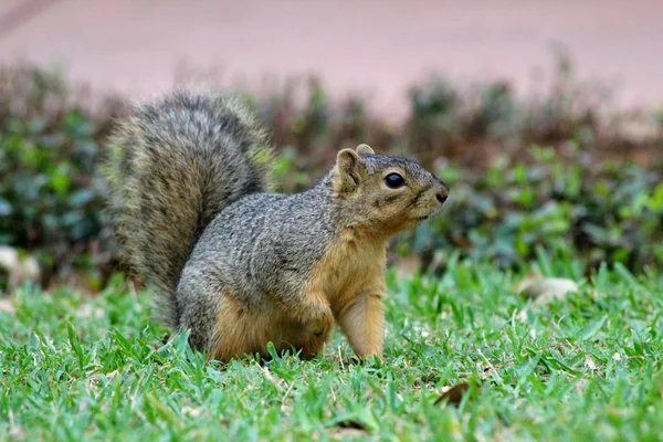 Columbian Ground Squirrel Urocitellus Columbianus — Stock Photo, Image