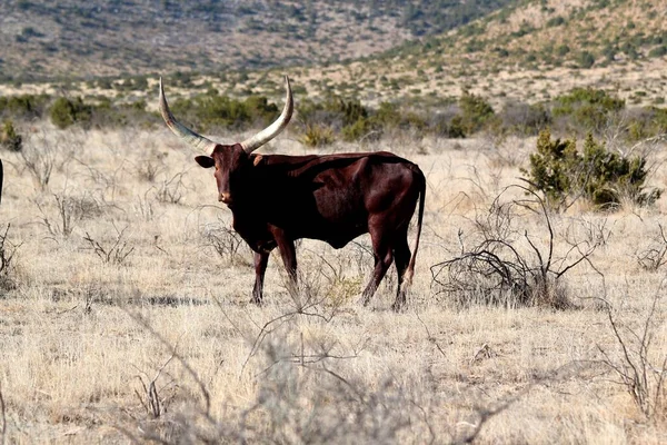 Attentive Texas Longhorn cattle in steppe landscape with long horns - beautiful majestic animal